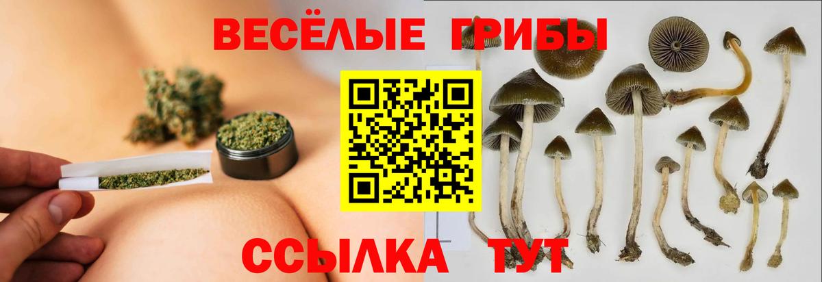 Галлюциногенные грибы Psilocybe Рыбинск